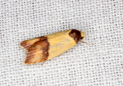 Heteroteucha dichroella