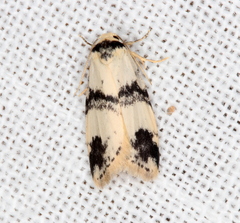 Thallarcha sparsana