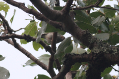 Sylvietta ruficapilla