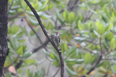 Chloropicus stierlingi