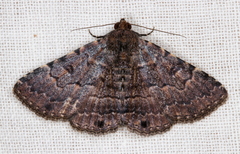 Diatenes aglossoides