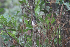 Prinia erythroptera
