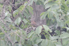 Emberiza cabanisi