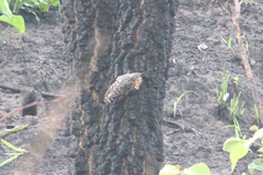 Salpornis salvadori salvadori