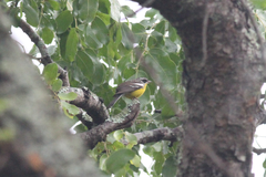Emberiza cabanisi