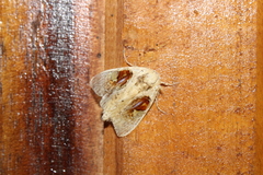 Arrhenophanes perspicilla