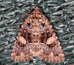 Condica macrosema