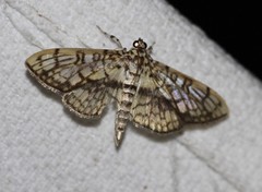 Haritalodes obliqualis