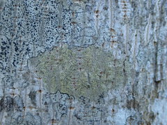 Lecidella flavosorediata