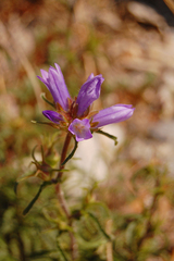 Campanula lingulata