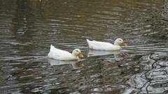 Anas platyrhynchos domesticus