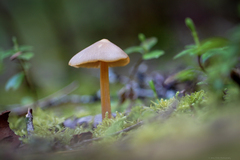 Entoloma holoconiotum