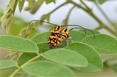 Tragocephala variegata