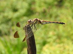 Sympetrum infuscatum