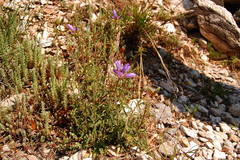 Campanula lingulata