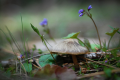 Entoloma holoconiotum