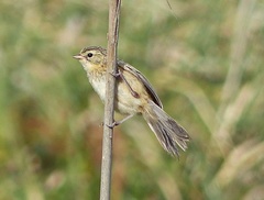 Donacospiza albifrons