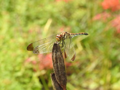 Sympetrum infuscatum