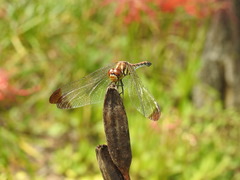 Sympetrum infuscatum