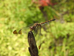 Sympetrum infuscatum