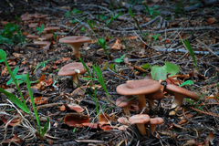 Infundibulicybe squamulosa