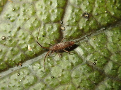 Paronellidae