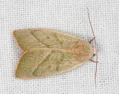 Earias subviridis