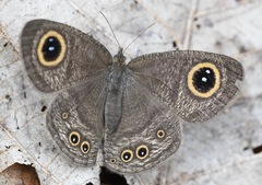 Ypthima horsfieldii humei