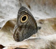Ypthima horsfieldii humei