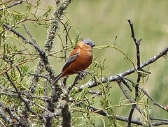 Sporophila cinnamomea
