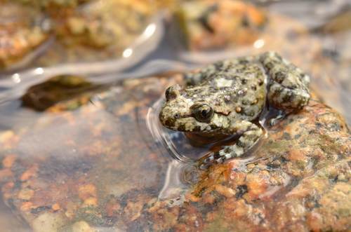 Corsican Painted Frog, photo 6 of 10