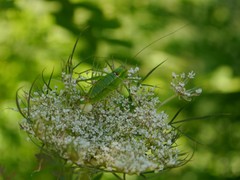 Poecilimon thoracicus