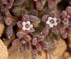 Phacelia saxicola