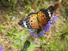 Argynnis hyperbius