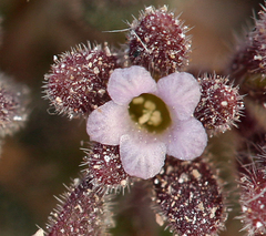 Phacelia saxicola
