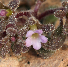 Phacelia saxicola