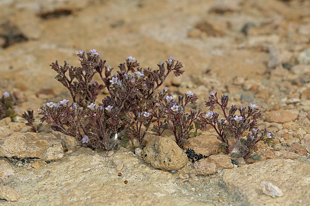 Phacelia saxicola