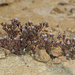 Phacelia saxicola - Photo 由 Steve Matson 所上傳的 (c) Steve Matson，保留部份權利CC BY