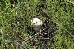 Calvatia