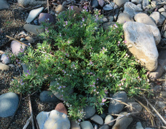 Astragalus vexilliflexus