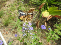 Argynnis hyperbius