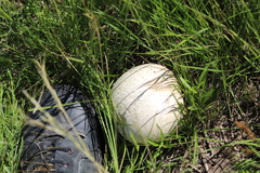 Calvatia