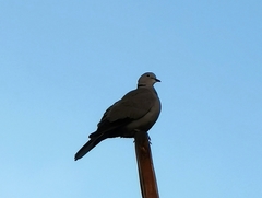 Streptopelia decaocto
