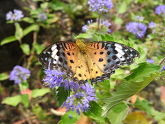 Argynnis hyperbius
