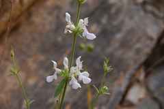 Stachys recta subcrenata