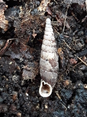 Macrogastra attenuata