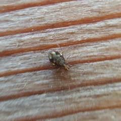 Ptenothrix maculosa