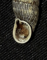 Macrogastra attenuata