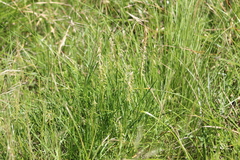 Melica sarmentosa