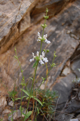 Stachys recta subcrenata